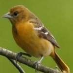 image of bird