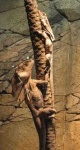 image of frilled_lizard