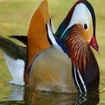 image of bird