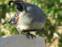 image of quail