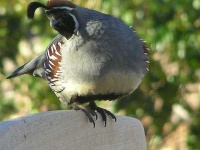 image of quail #24