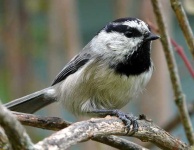 image of chickadee