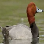 image of bird