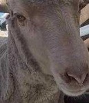 image of animal