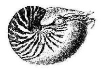 image of nautilus