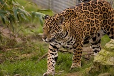 image of jaguar_car