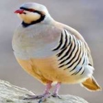 image of bird
