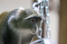 image of guenon