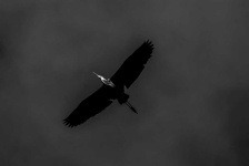 image of animal