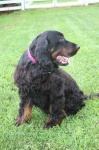 image of gordon_setter #29