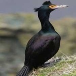 image of bird