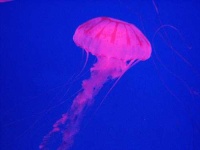 image of jellyfish