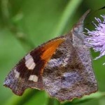 image of animal