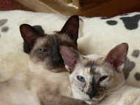 image of siamese_cat #7