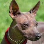 image of animal