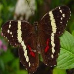 image of banded_butterfly #4