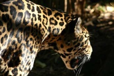 image of jaguar_car