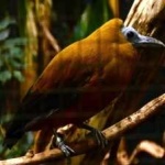 image of bird