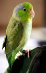 image of parakeet