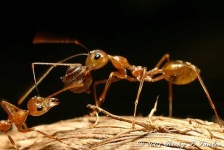 image of ant