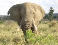 image of african_elephant