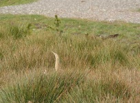 image of bittern