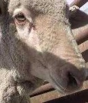 image of animal