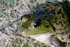 image of bullfrog