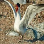 image of bird