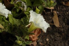 image of flower