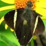 image of banded_butterfly #157