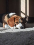 image of beagle