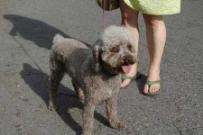 image of miniature_poodle #8