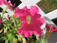 image of flower