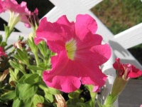 image of petunia #32