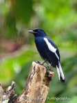 image of magpie
