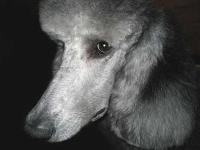 image of standard_poodle