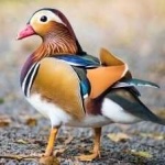image of bird