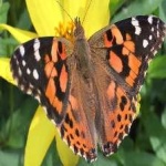 image of painted_butterfly #4