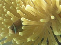 image of anemone_fish