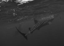 image of animal