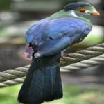image of bird