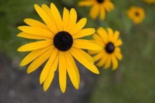 image of flower