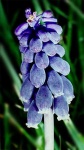 image of grape_hyacinth #34