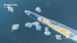 image of parasitic_flatworms