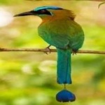 image of bird