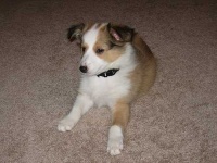 image of shetland_sheepdog