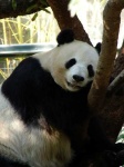 image of giant_panda