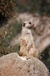 image of meerkat