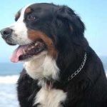 image of animal